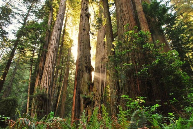 Một góc rừng Redwood – Ảnh: wp